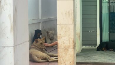 เลี้ยงสิงโต ชลบุรี