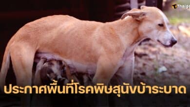 โรคพิษสุนัขบ้าระบาด สงขลา