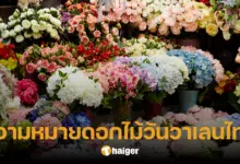 15 ดอกไม้ บอกความในใจในวันวาเลนไทน์ ความหมายลึกซึ้ง พิชิตใจคนที่หมายปอง