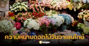 15 ดอกไม้ บอกความในใจในวันวาเลนไทน์ ความหมายลึกซึ้ง พิชิตใจคนที่หมายปอง