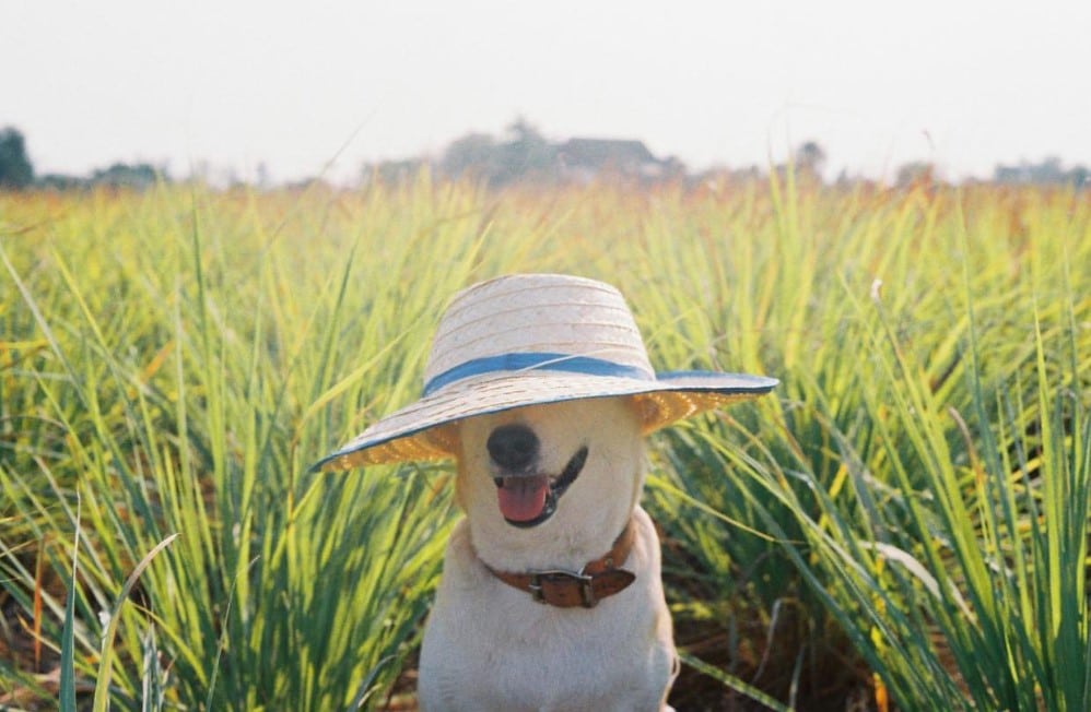 ประวัติ น้องหมากลูต้า