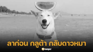 กลูต้า Gluta Story ตายแล้ว