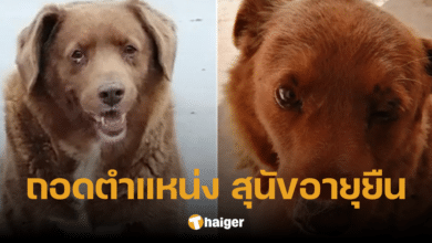 กินเนสส์ เวิลด์ เรคคอร์ดส์ ถอดตำแหน่ง 'โบบี' สุนัขอายุยืนที่สุดในโลก