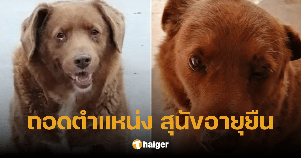 กินเนสส์ เวิลด์ เรคคอร์ดส์ ถอดตำแหน่ง 'โบบี' สุนัขอายุยืนที่สุดในโลก