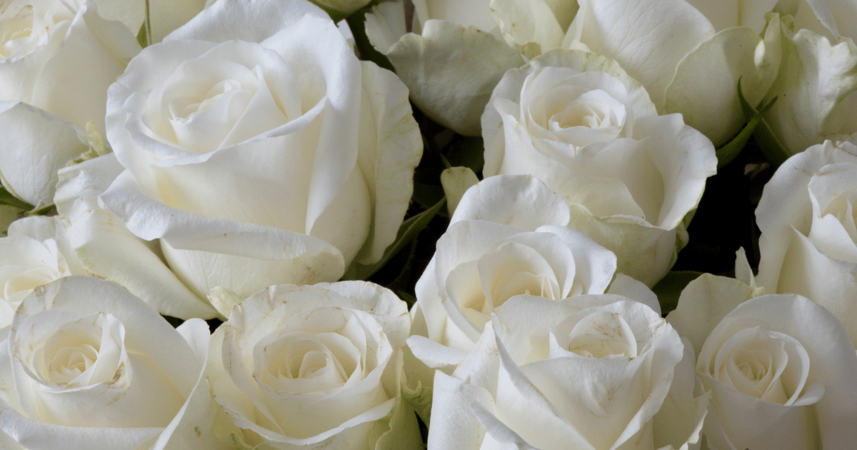 15 ดอกไม้ บอกความในใจในวันวาเลนไทน์ ความหมายลึกซึ้ง พิชิตใจคนที่หมายปอง