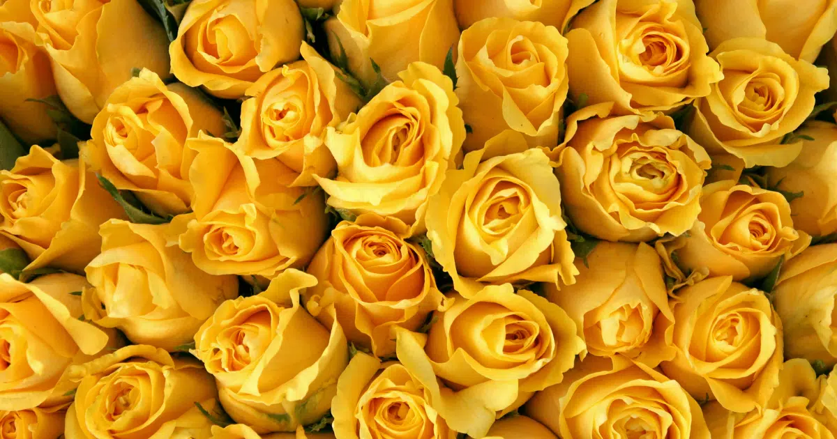 15 ดอกไม้ บอกความในใจในวันวาเลนไทน์ ความหมายลึกซึ้ง พิชิตใจคนที่หมายปอง