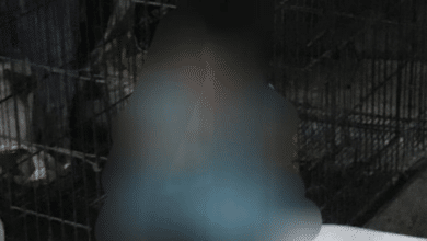 แม่ขังลูกกรงหมา