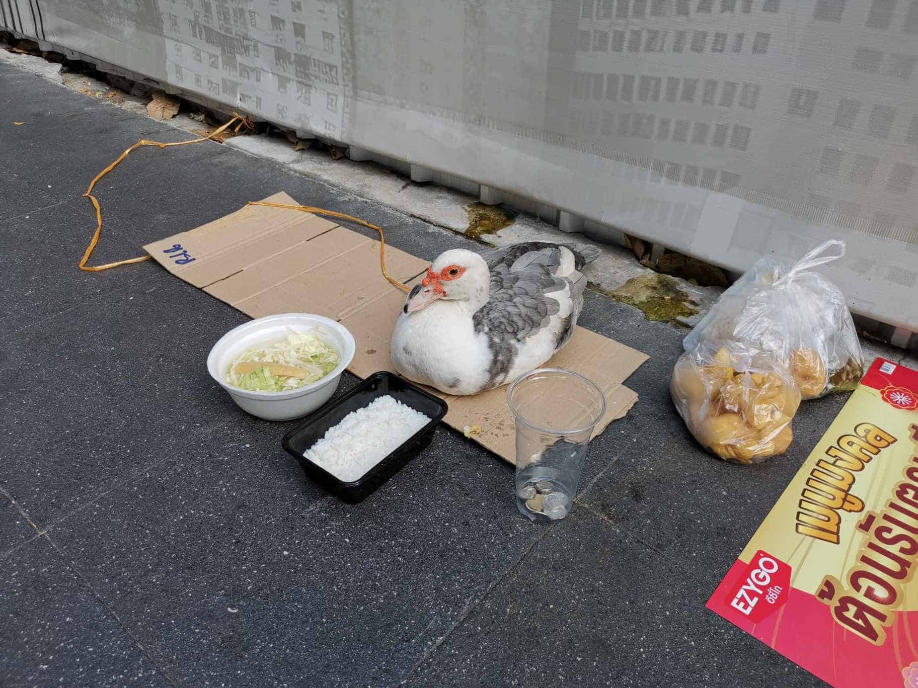 ชายติดเหล้า ใช้เป็ดขอทาน