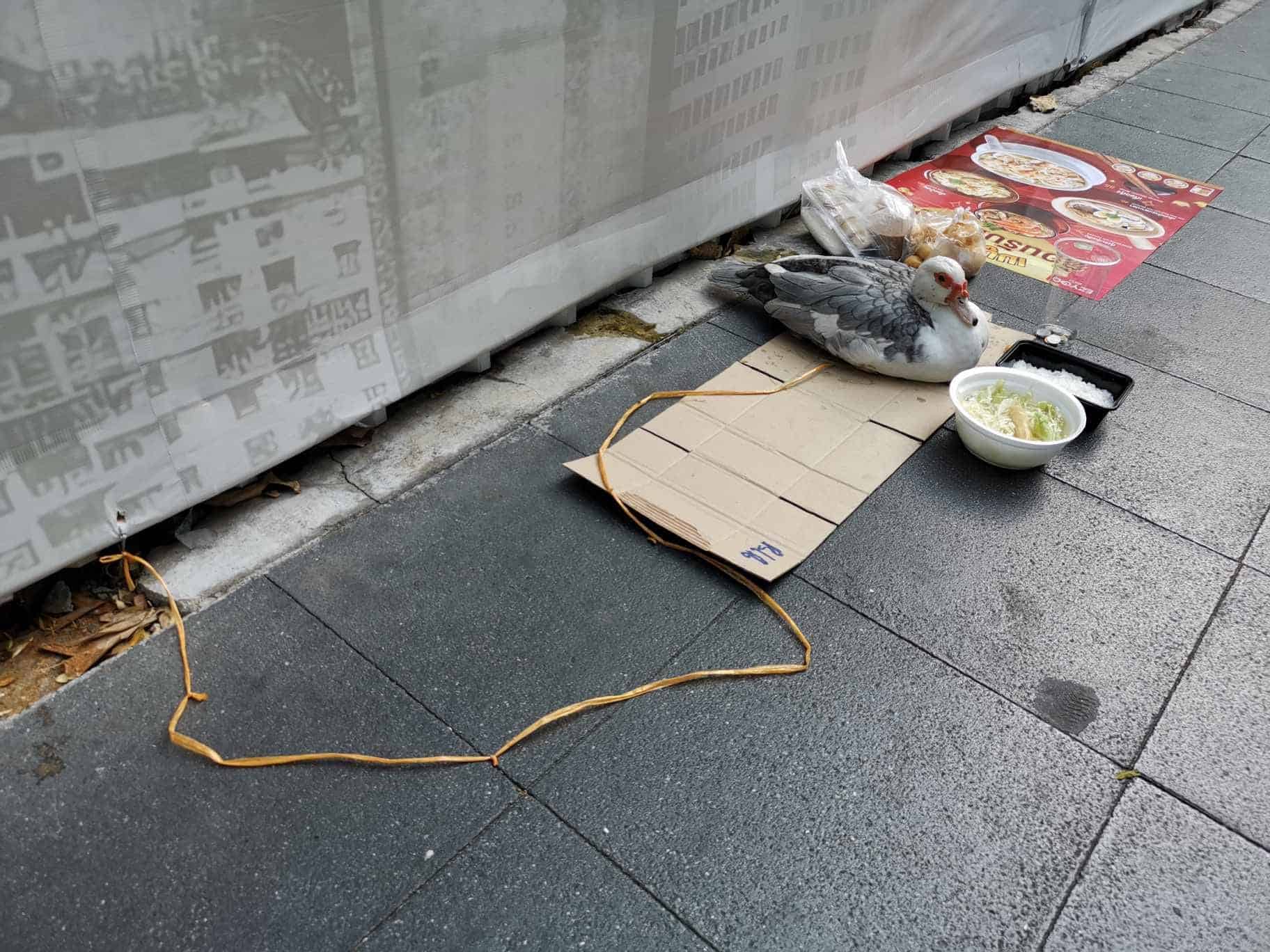 เป็ดขอทาน