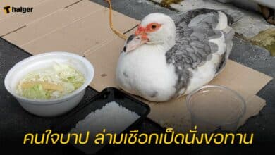 คนใจบาป ล่ามเชือกเป็ดนั่งขอทาน