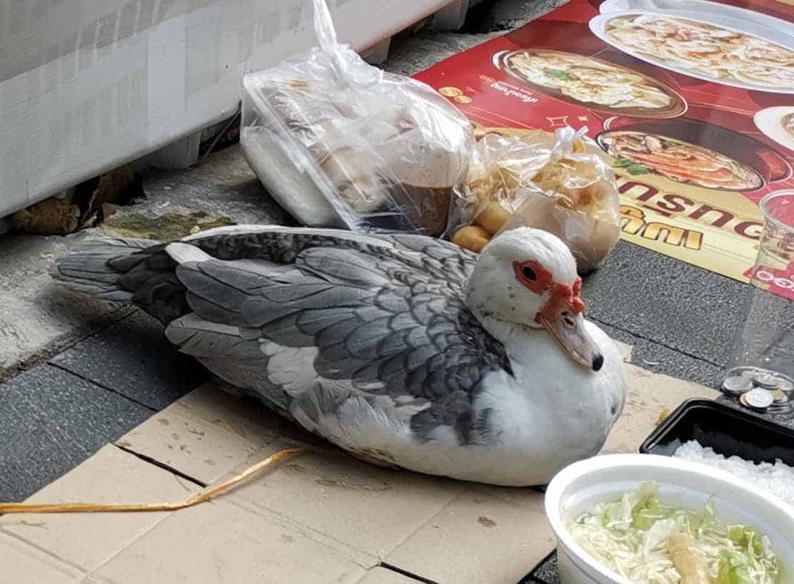 ให้เป็ดนั่งขอทาน