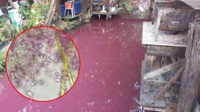 คลองบางแพรก