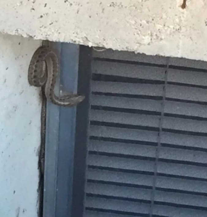 คู่รักซื้อบ้านใหม่ เจองูซุก 150 ตัว