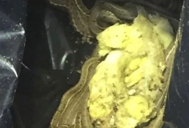 คู่รักซื้อบ้านใหม่ เจองูซุก 150 ตัว