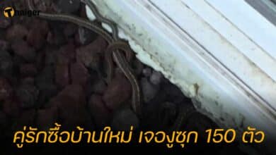 คู่รักซื้อบ้านใหม่ เจองูซุก 150 ตัว