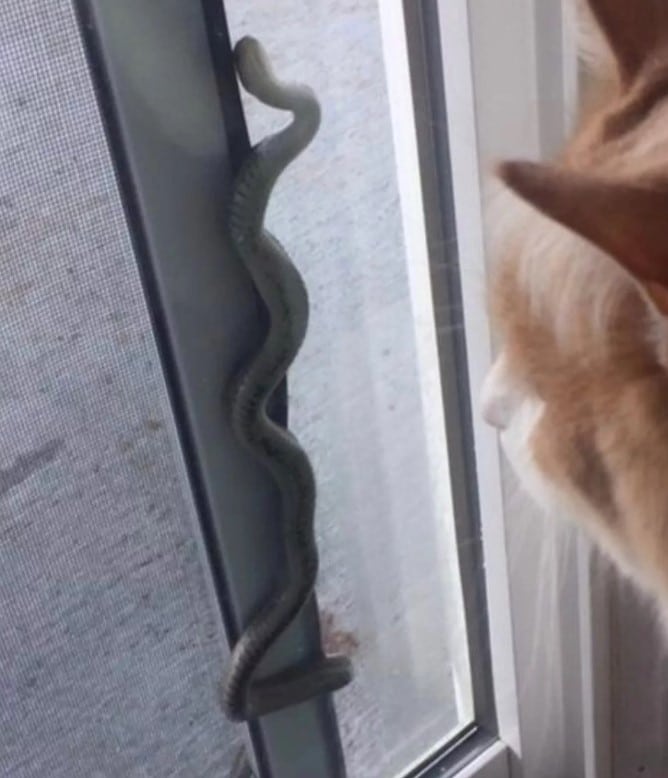 คู่รักซื้อบ้านใหม่ เจองูซุก 150 ตัว