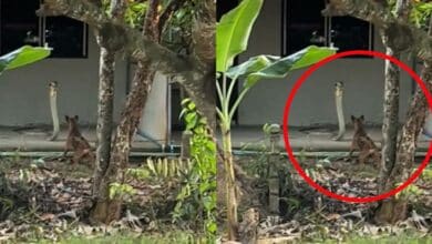 งูจงอาง vs หมา