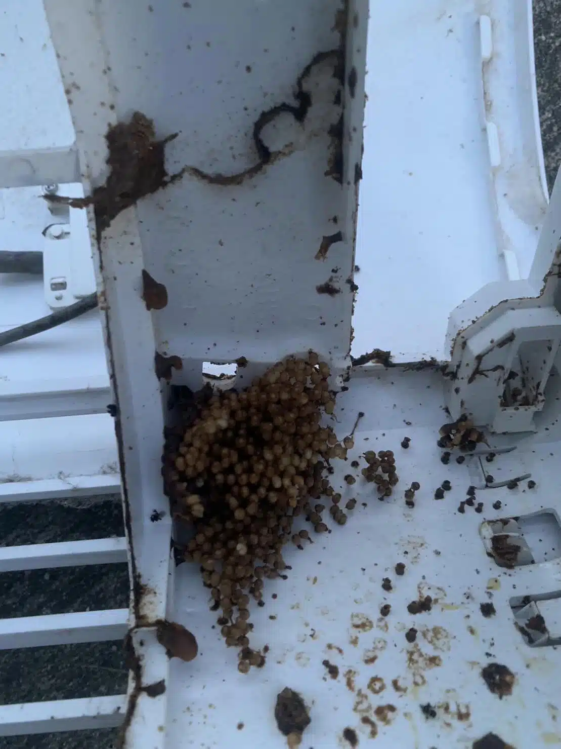 ชันโรงในแอร์ลูกค้า