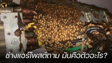 ช่างแอร์โพสต์ถาม มันคือตัวอะไร?