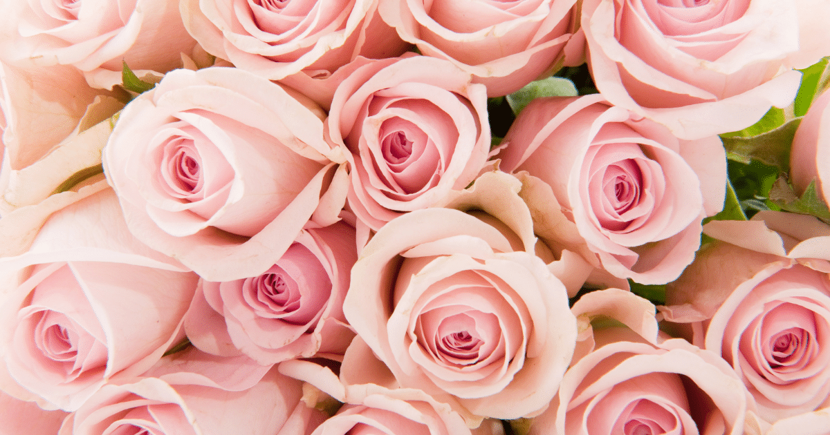 15 ดอกไม้ บอกความในใจในวันวาเลนไทน์ ความหมายลึกซึ้ง พิชิตใจคนที่หมายปอง