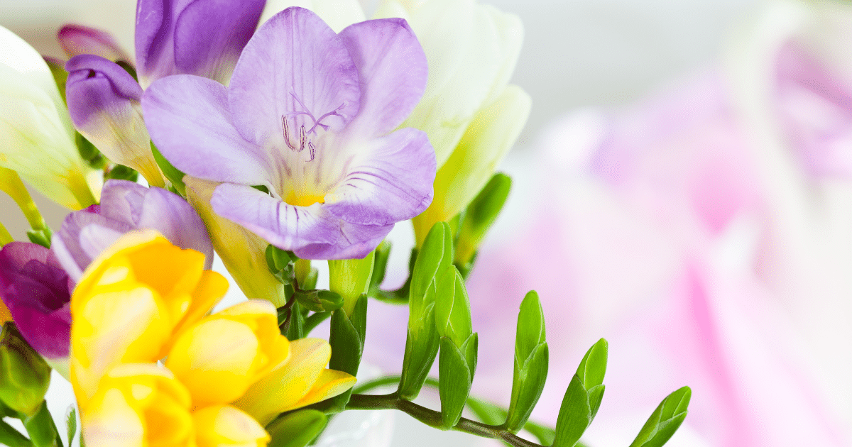 15 ดอกไม้ บอกความในใจในวันวาเลนไทน์ ความหมายลึกซึ้ง พิชิตใจคนที่หมายปอง