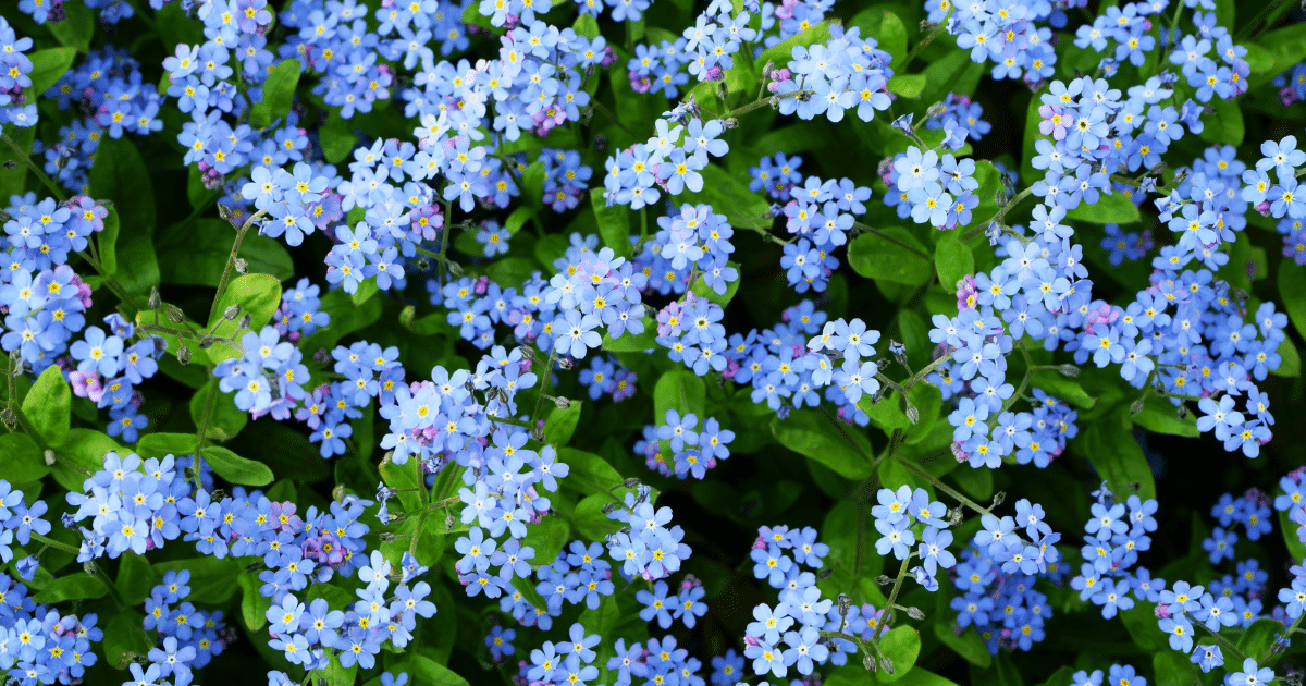 15 ดอกไม้ บอกความในใจในวันวาเลนไทน์ ความหมายลึกซึ้ง พิชิตใจคนที่หมายปอง