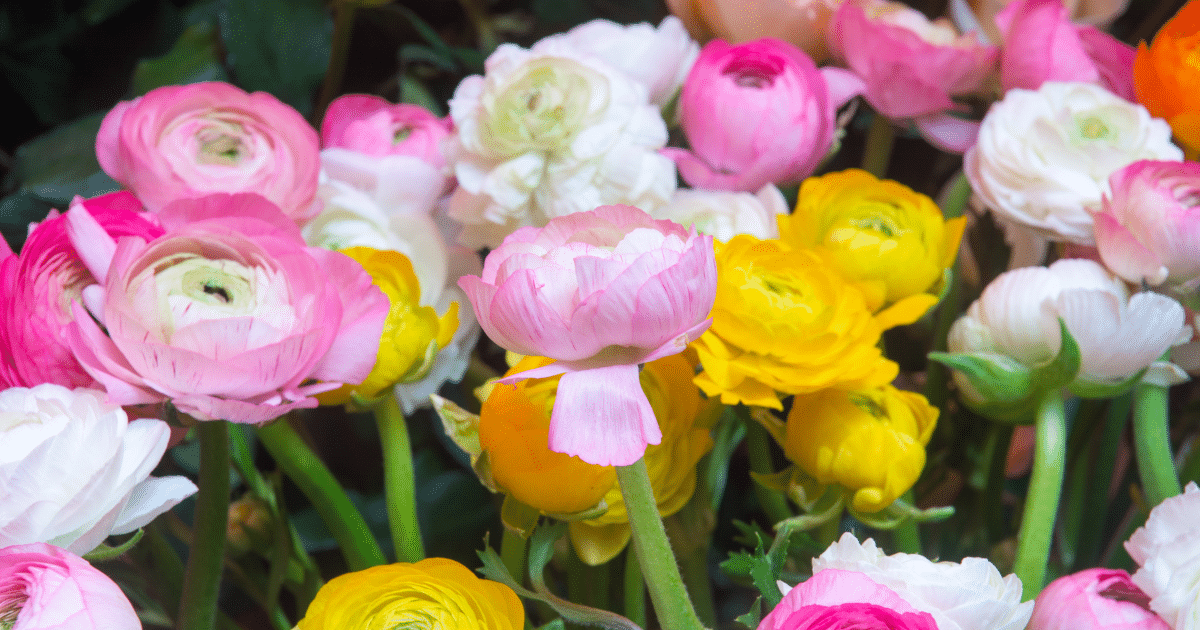 15 ดอกไม้ บอกความในใจในวันวาเลนไทน์ ความหมายลึกซึ้ง พิชิตใจคนที่หมายปอง