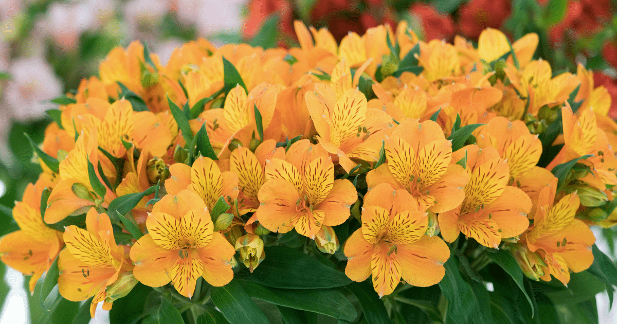 15 ดอกไม้ บอกความในใจในวันวาเลนไทน์ ความหมายลึกซึ้ง พิชิตใจคนที่หมายปอง