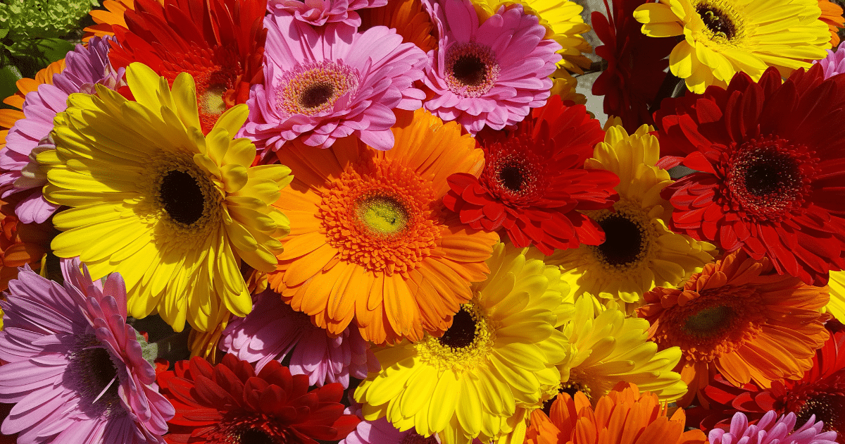 15 ดอกไม้ บอกความในใจในวันวาเลนไทน์ ความหมายลึกซึ้ง พิชิตใจคนที่หมายปอง