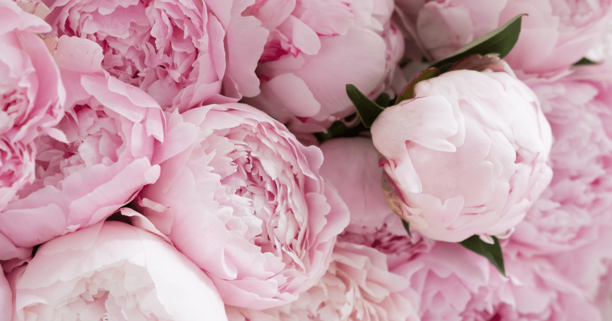 15 ดอกไม้ บอกความในใจในวันวาเลนไทน์ ความหมายลึกซึ้ง พิชิตใจคนที่หมายปอง