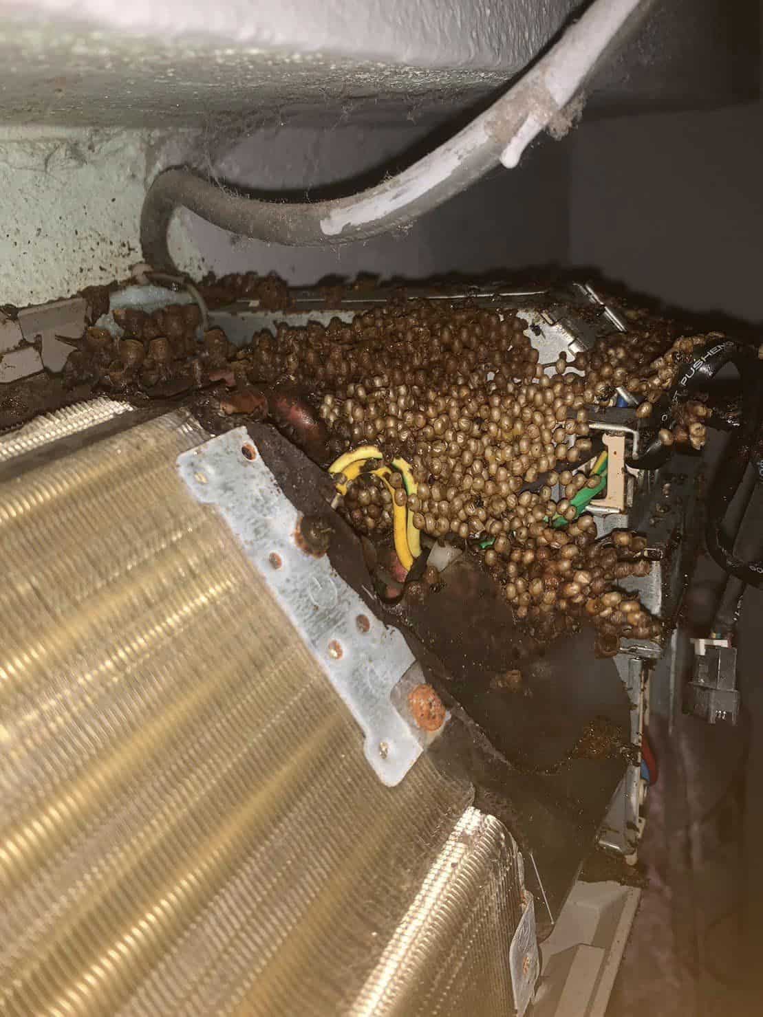 ตัวชันโรงคืออะไร