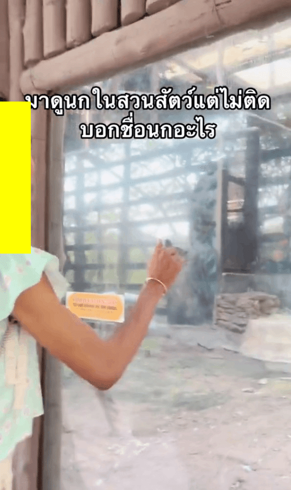 ติ๊กต๊อกเกอร์ เคาะกระจกนก 2024