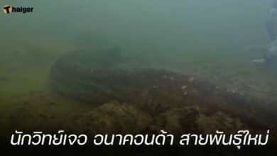 นักวิทย์เจอ อนาคอนด้า สายพันธุ์ใหม่