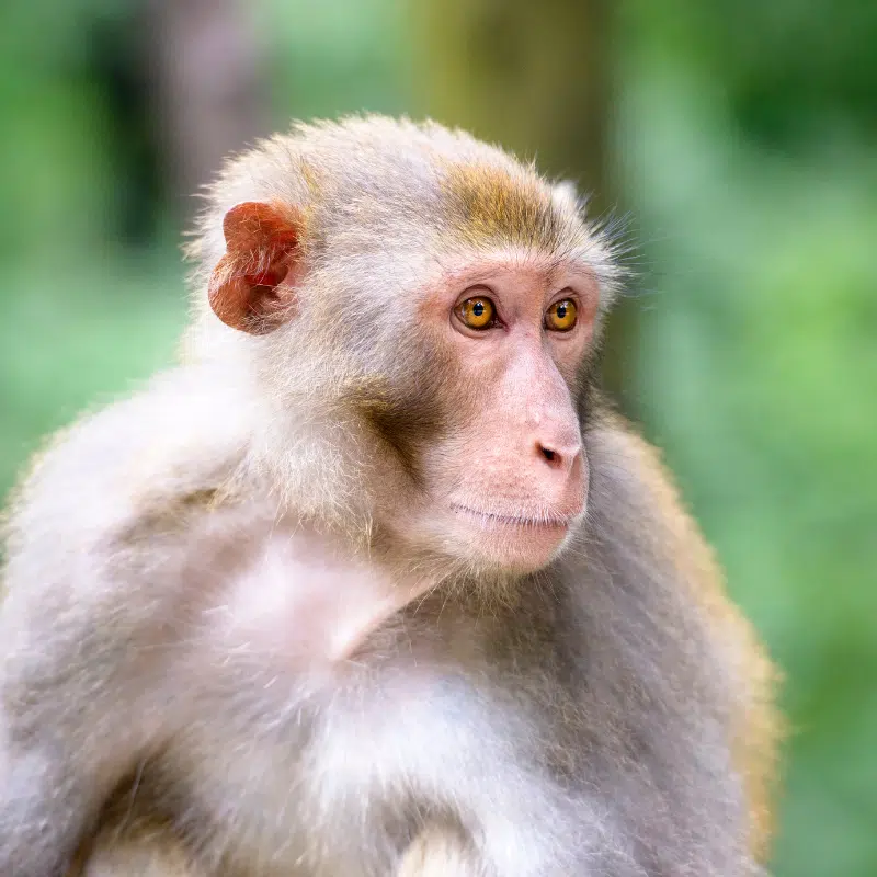 นิวรัลลิงก์ 2