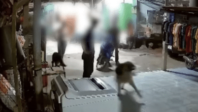 ปล่อยหมากัด มรดกนนทบุรี