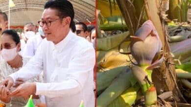 หวยปลีกล้วย ปัญญานิรันดร์กุล