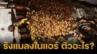 รังแมลงในแอร์ ตัวอะไร