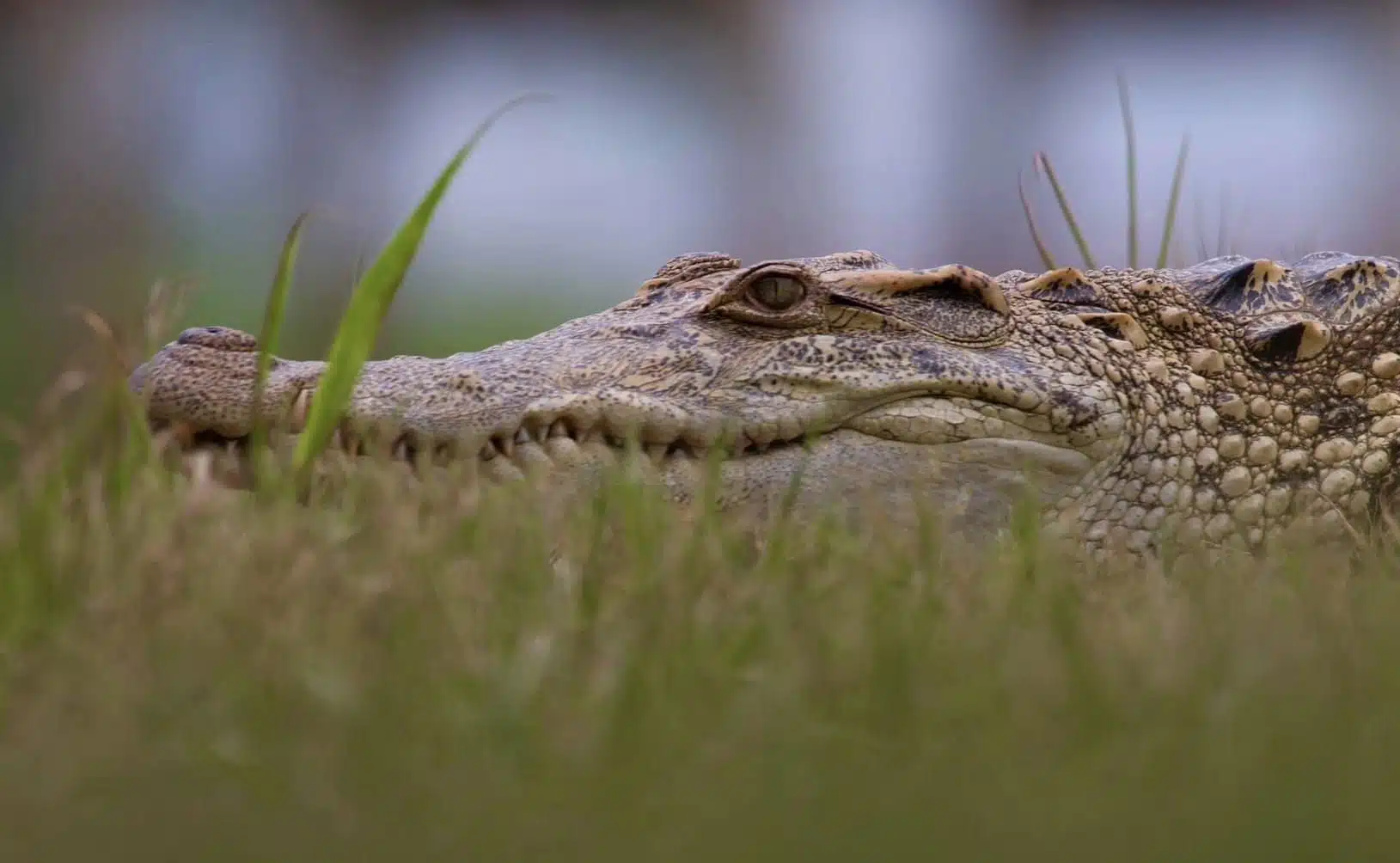 ลูกจระเข้น้ำจืด เกิดใหม่ในรอบ 7 ปี