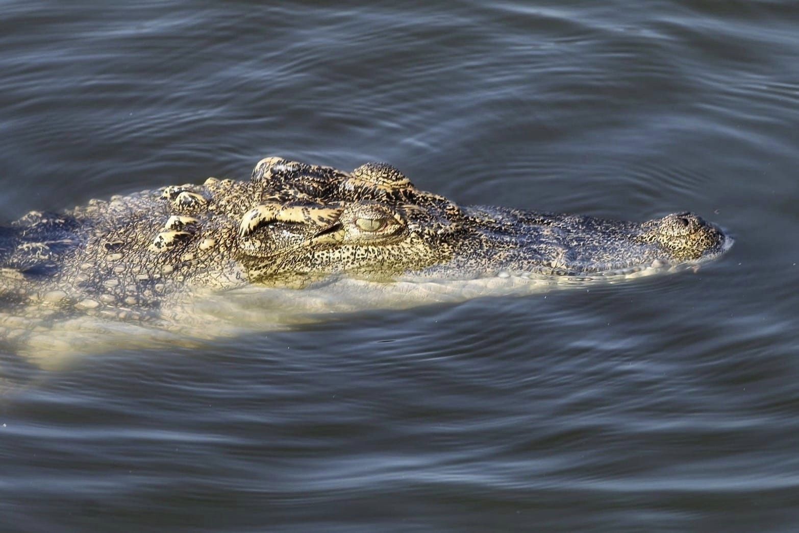 ลูกจระเข้น้ำจืด เกิดใหม่ในรอบ 7 ปี บึงบอระเพ็ด