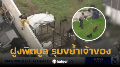 สลด! พิตบูล 13 ตัว "รุมขย้ำเจ้าของดับ" เผยฝูงสุนัขคลั่งทะเลาะกันเอง ก่อนมากัดคน