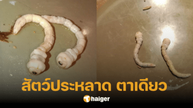 สาวผงะ เจอสัตว์ประหลาด ตัวยาว-ตาเดียว คล้ายเอเลี่ยน ชาวเน็ตเฉลยว่าคือสิ่งนี้