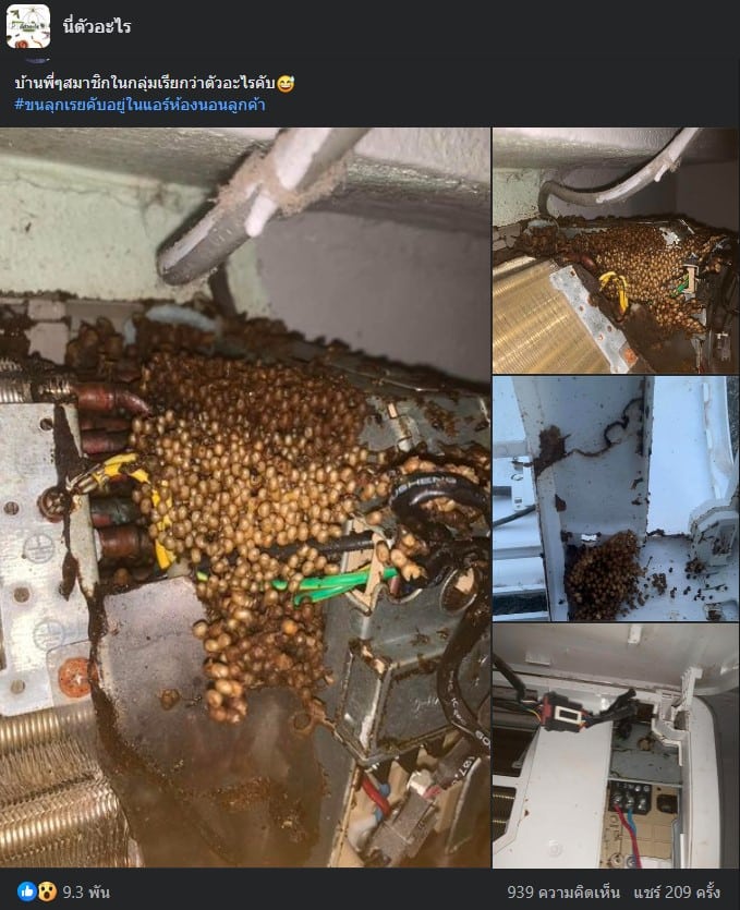 สิ่งมีชีวิตในแอร์ลูกค้า