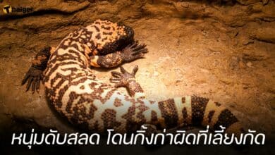 หนุ่มดับสลด โดนกิ้งก่าผิดที่เลี้ยงกัด