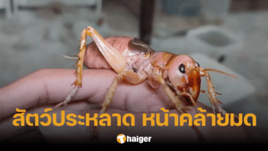 หนุ่มอวดภาพสัตว์เลี้ยง หน้าตาคล้ายมดยักษ์ ดูพิลึกแปลกตา แท้จริงคือ?