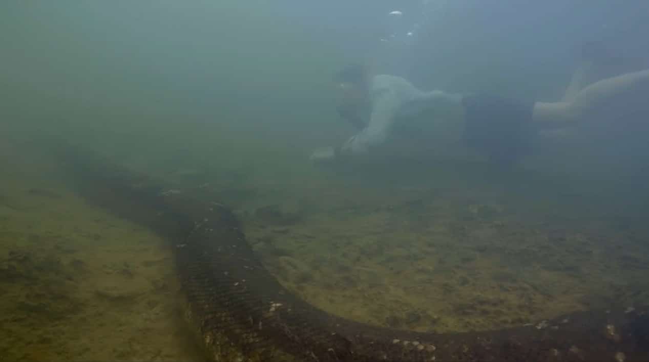 อนาคอนด้า สายพันธุ์ใหม่ หนักที่สุดในโลก