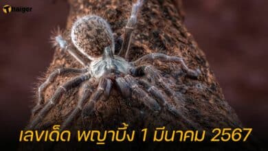 เลขเด็ด พญาบึ้ง 1 มี.ค. 67