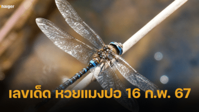 เลขเด็ด หวยแมงปอ บินพาโชคใหญ่มาใส่มือ งวด 16 ก.พ. 67