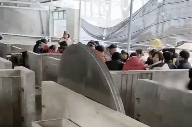 ภาพที่มีกลิ่น บ่าวสาวจัดงานแต่งในคอกหมู เหตุเพราะหิมะโหม อบอุ่นแต่ก็เหม็น