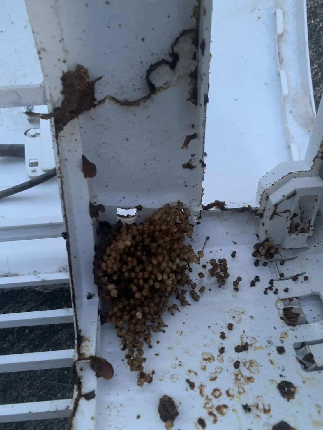 แมลงในแอร์ ชันโรง ผึ้งไร้เหล็กไน