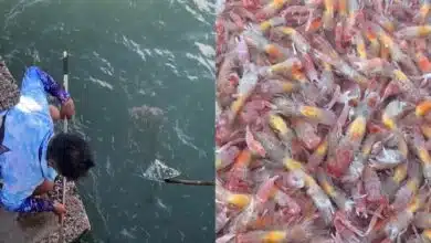 กั้งหางแดง